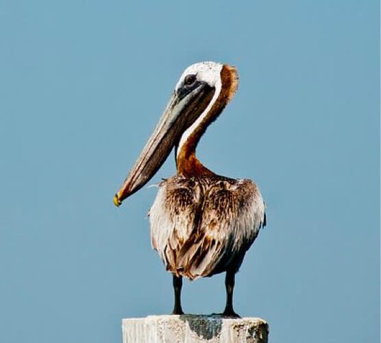 卡密代理一手的呼死你软件短信
