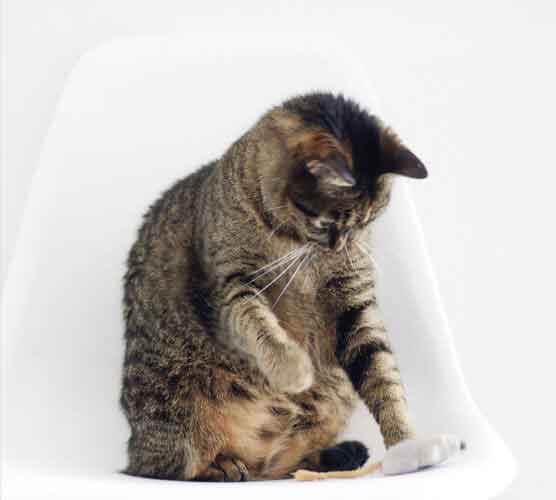 短信测试网站免费